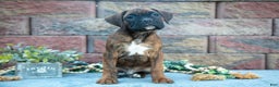 Boxer dogs for sale: Rodney - Ad 2