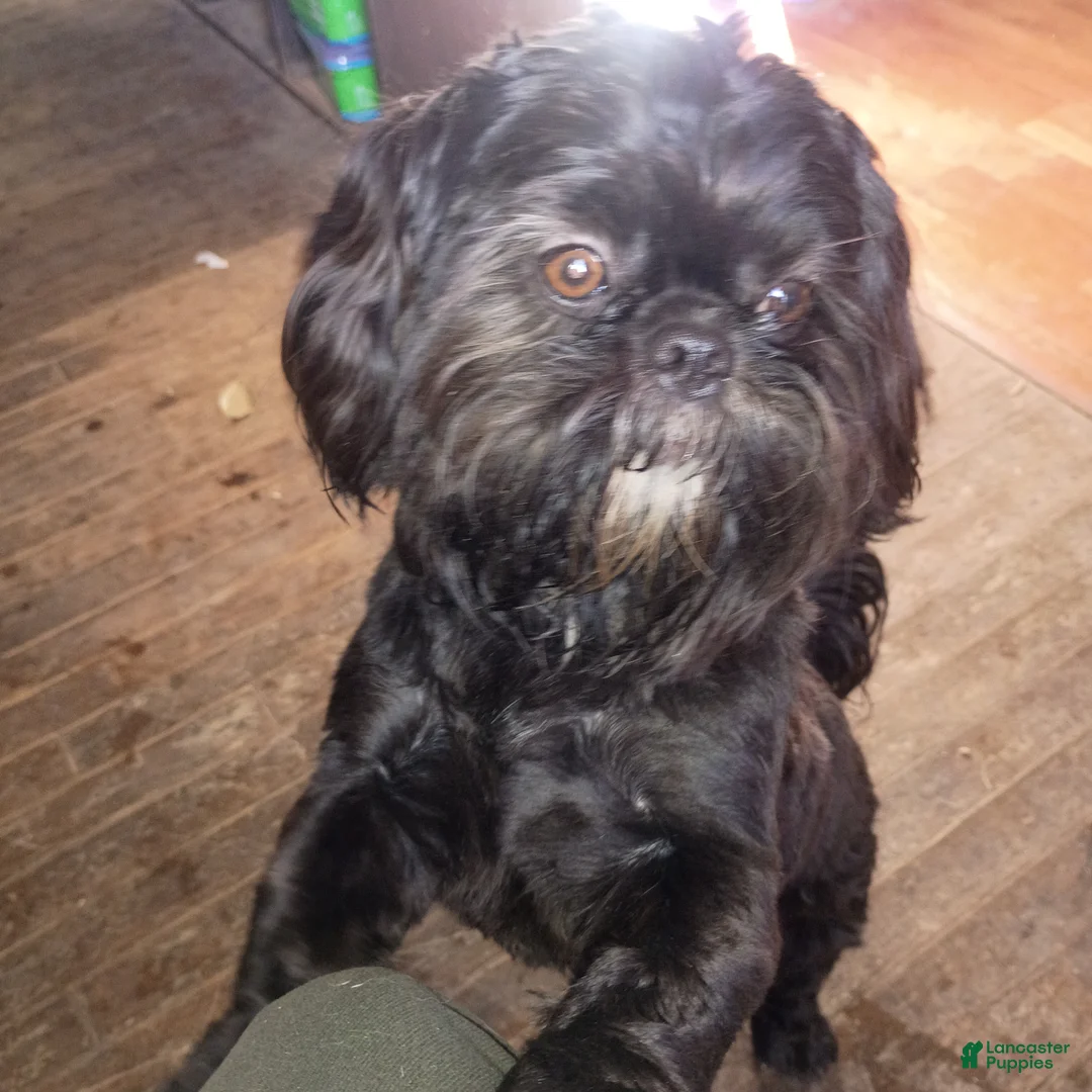 Shih Tzu dogs for sale: Shih Tzu Puppy - Ad 1