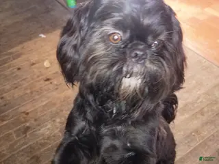 Shih Tzu dogs Shih Tzu Puppy - Ad 4