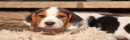 Beagle dogs for sale:  Dallas 🐾 - Ad 6