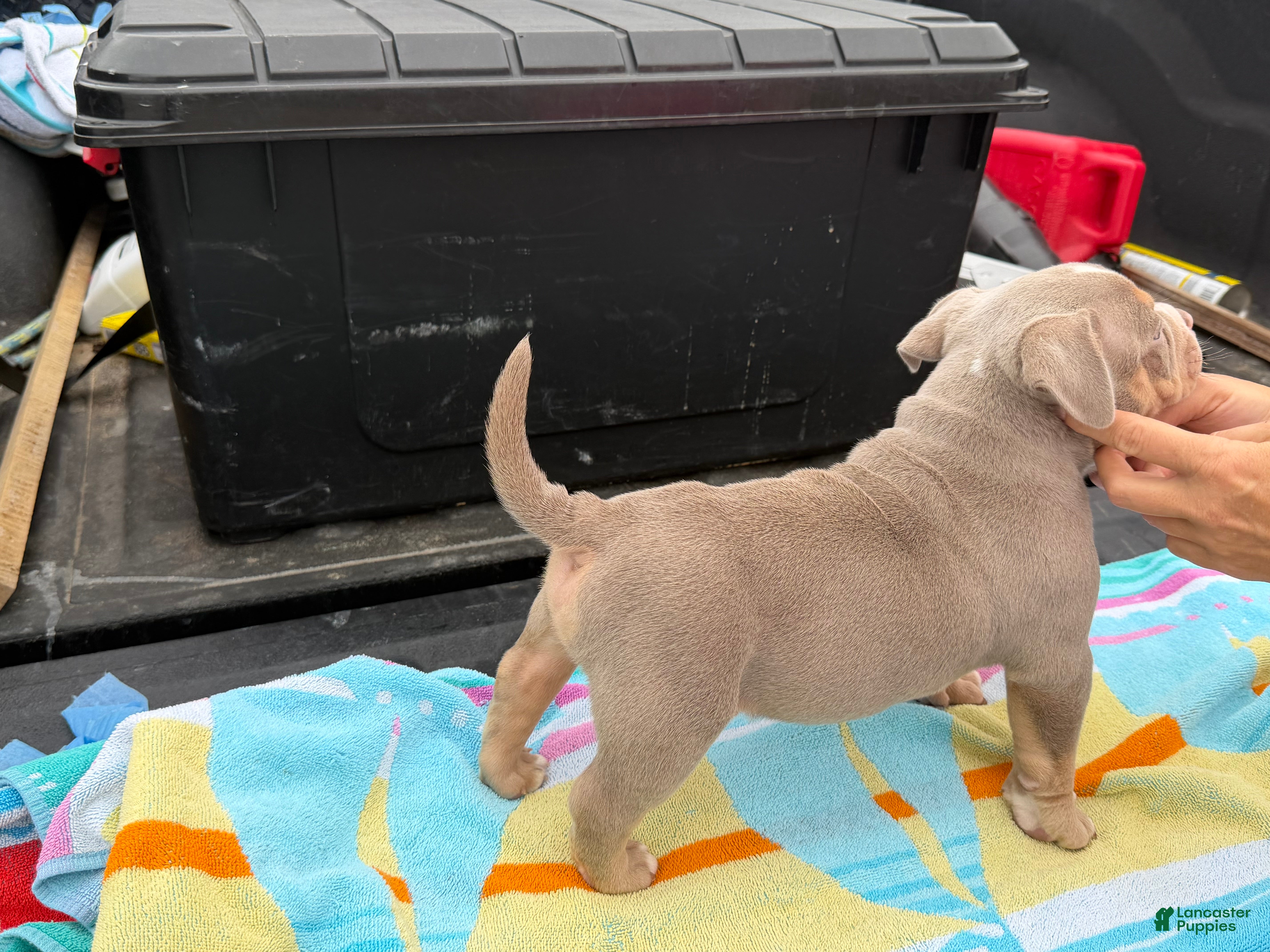 American Bully dogs American Bully Puppy 2 - Ad 4