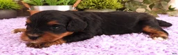 Cavapoo dogs for sale: Autumn's #6 Male - Ad 4