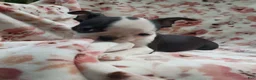 Boston Terrier dogs for sale: Boston Terrier 8 - Ad 3