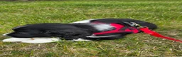 English Springer Spaniel dogs for sale: Caz - Ad 7