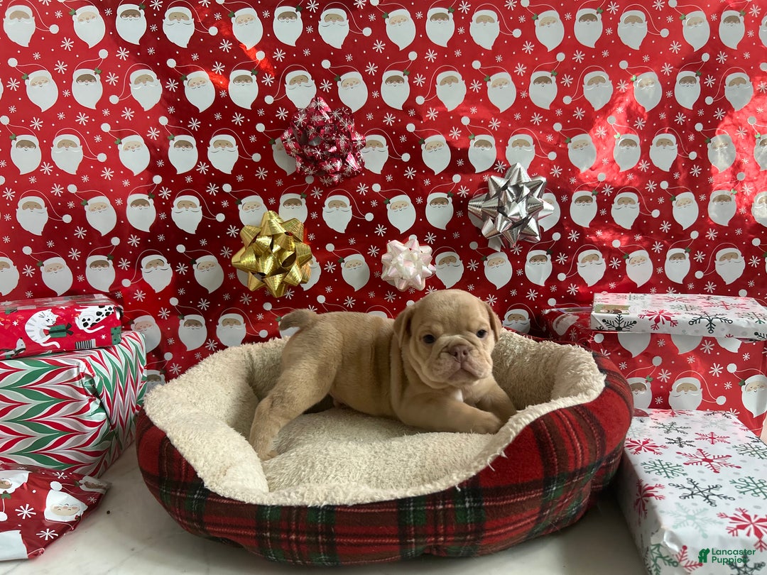 English Bulldog dogs for sale: Finn - Ad 2