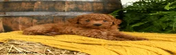 Toy Poodle dogs for sale: Newton - Ad 4