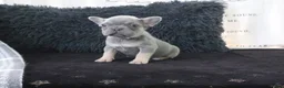 French Bulldog dogs for sale: Joy - Ad 3
