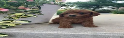 Bichpoo dogs for sale: Dixie  - Ad 3