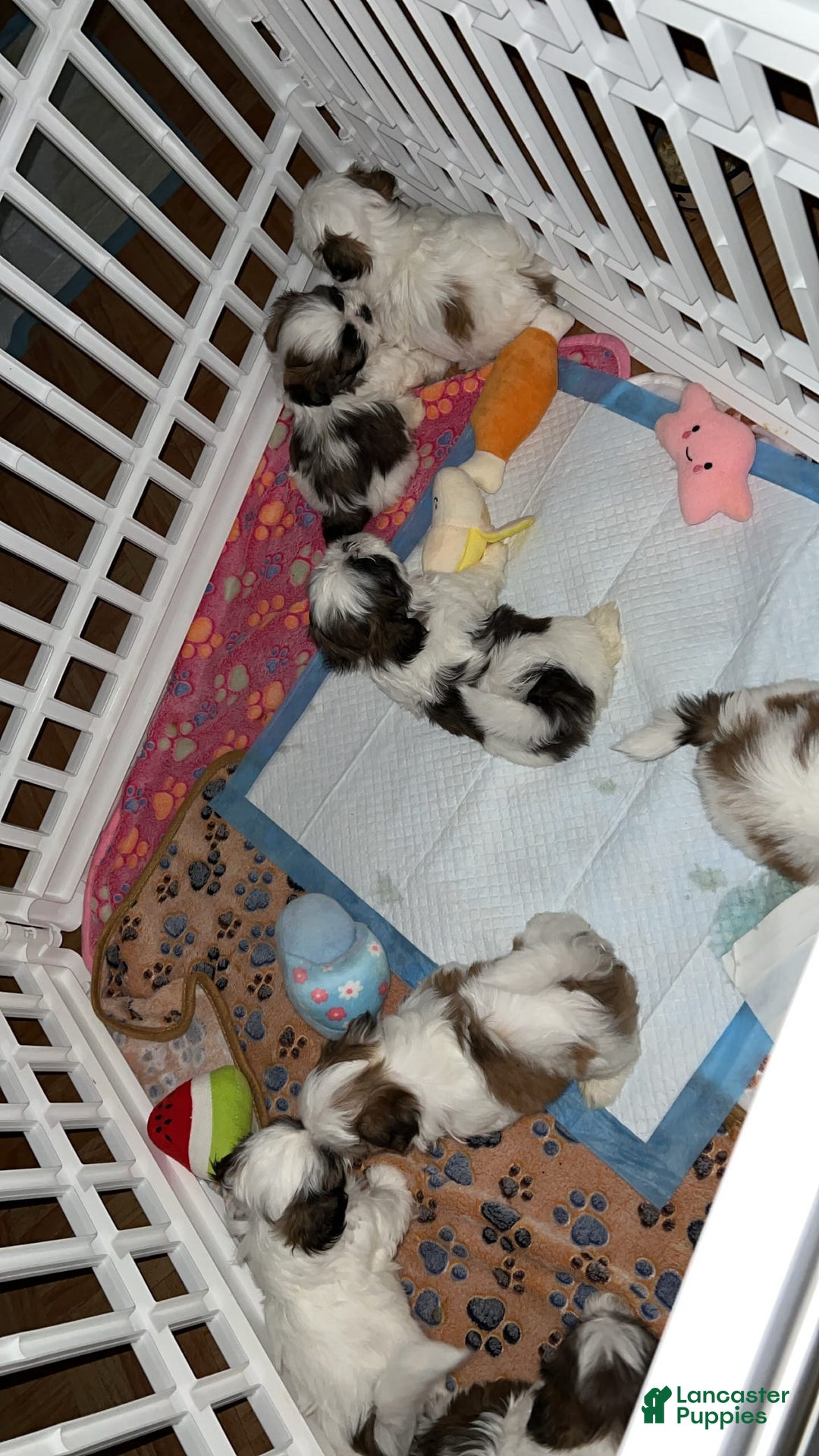 Gallery Image {{count}}