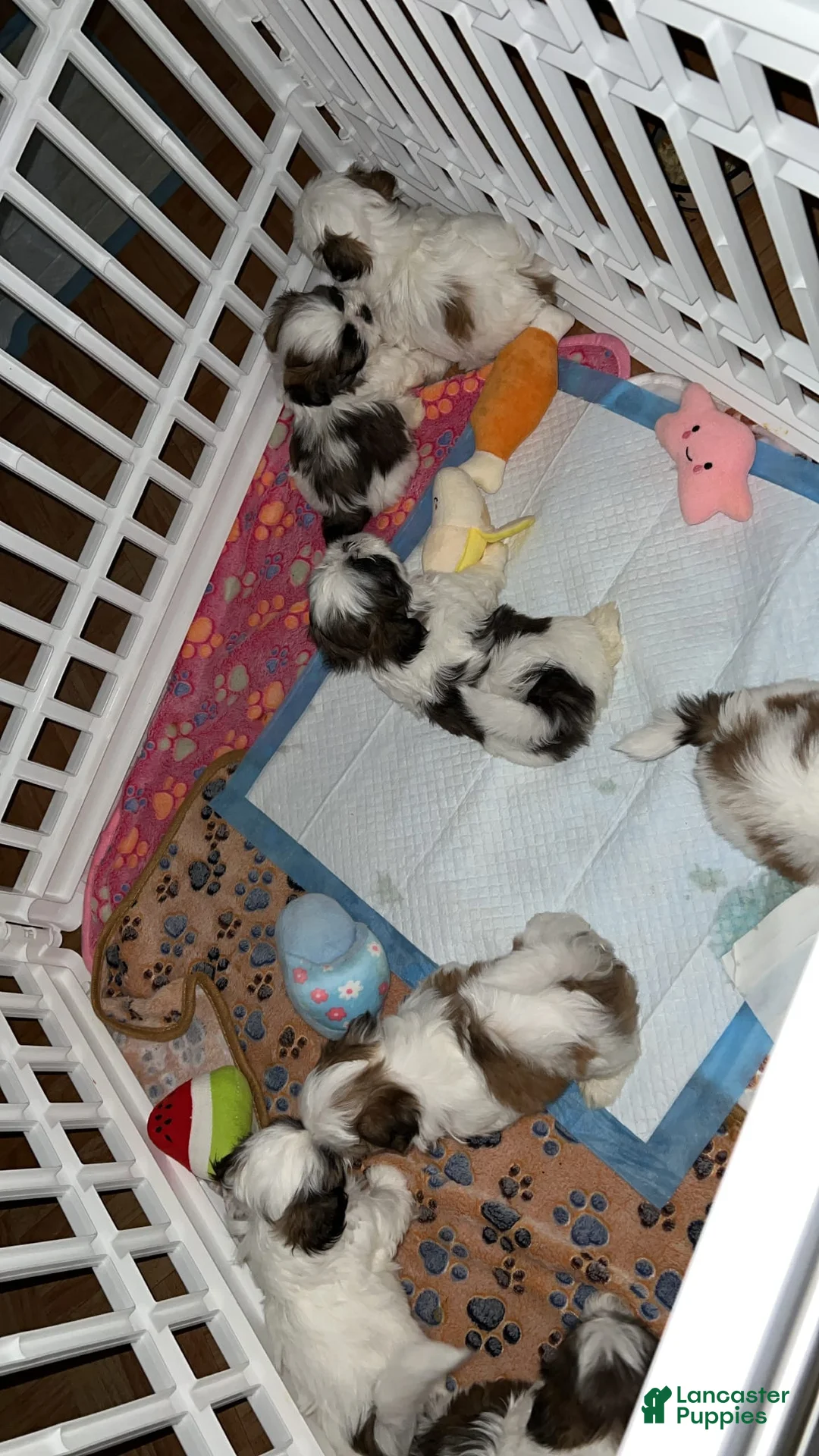 Gallery Image {{count}}