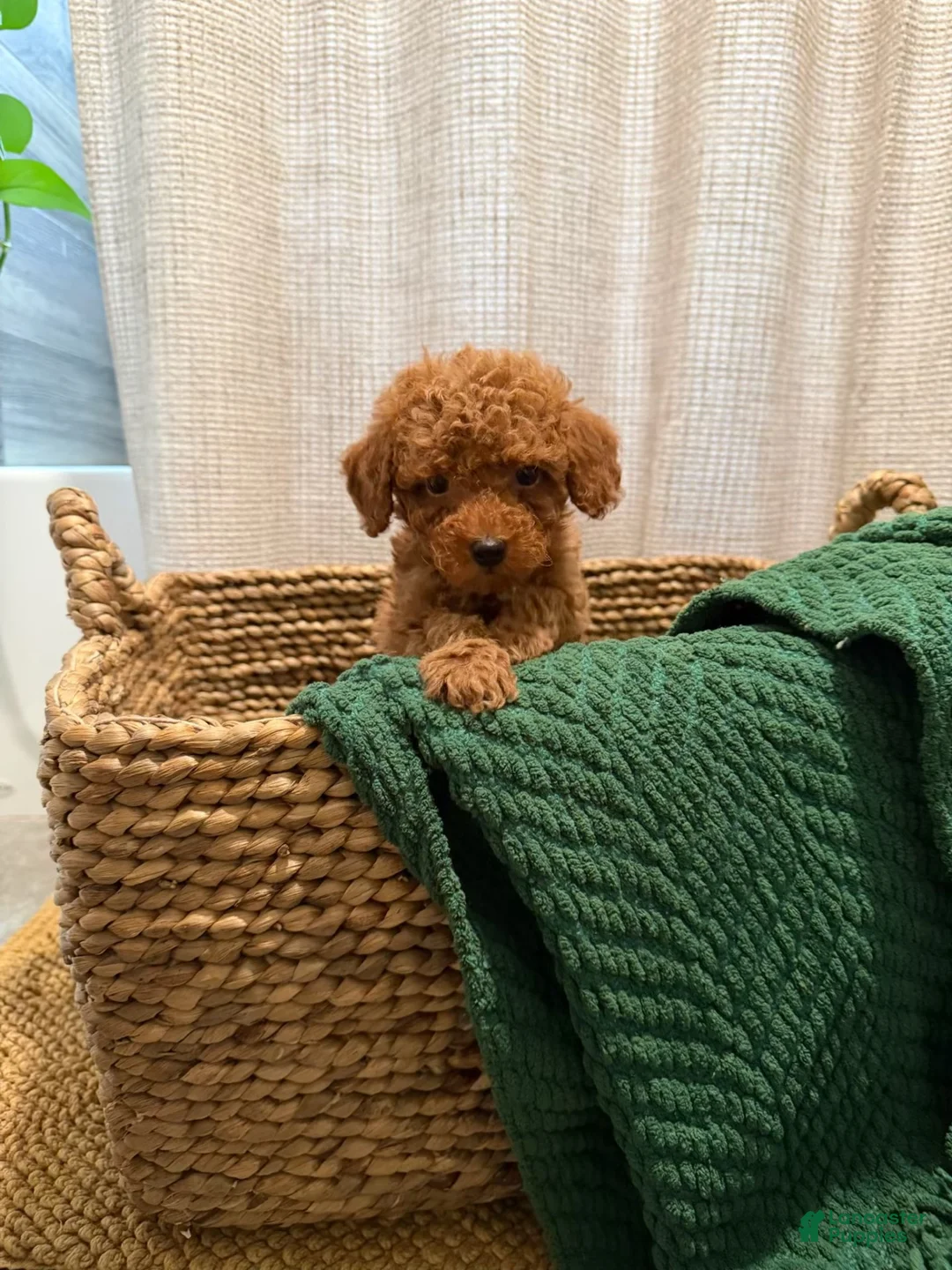 Toy Poodle dogs for sale: Toy Poodle 2 - Ad 11