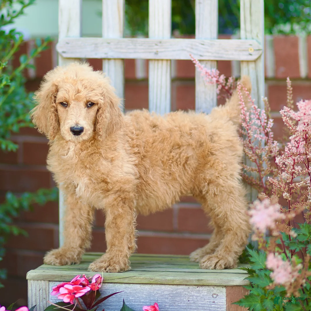 Standard Poodle dogs for sale: Michief - Ad 1