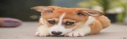 Welsh Corgi Pembroke dogs for sale: Cap'n Crunch Welsh Corgi Pembroke  - Ad 11