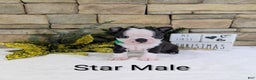 Boston Terrier dogs for sale: Star, Boston Terrier, Available for Christmas - Ad 3