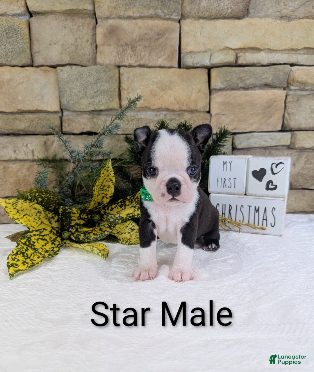 Boston Terrier dogs for sale: Star, Boston Terrier, Available for Christmas - Ad 3