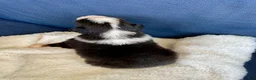 Australian Shepherd dogs for sale: Australian Shepherd- Chloe  - Ad 14