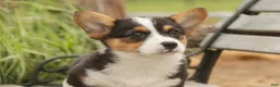 Welsh Corgi Pembroke dogs for sale: Olaf - Ad 3