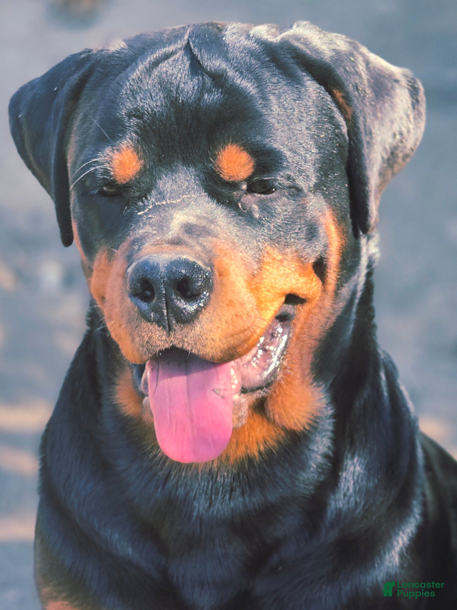 Rottweiler dogs for sale: Dubo - Ad 1