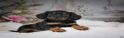 Miniature Dachshund dogs for sale: AKC-Brodie - Ad 13
