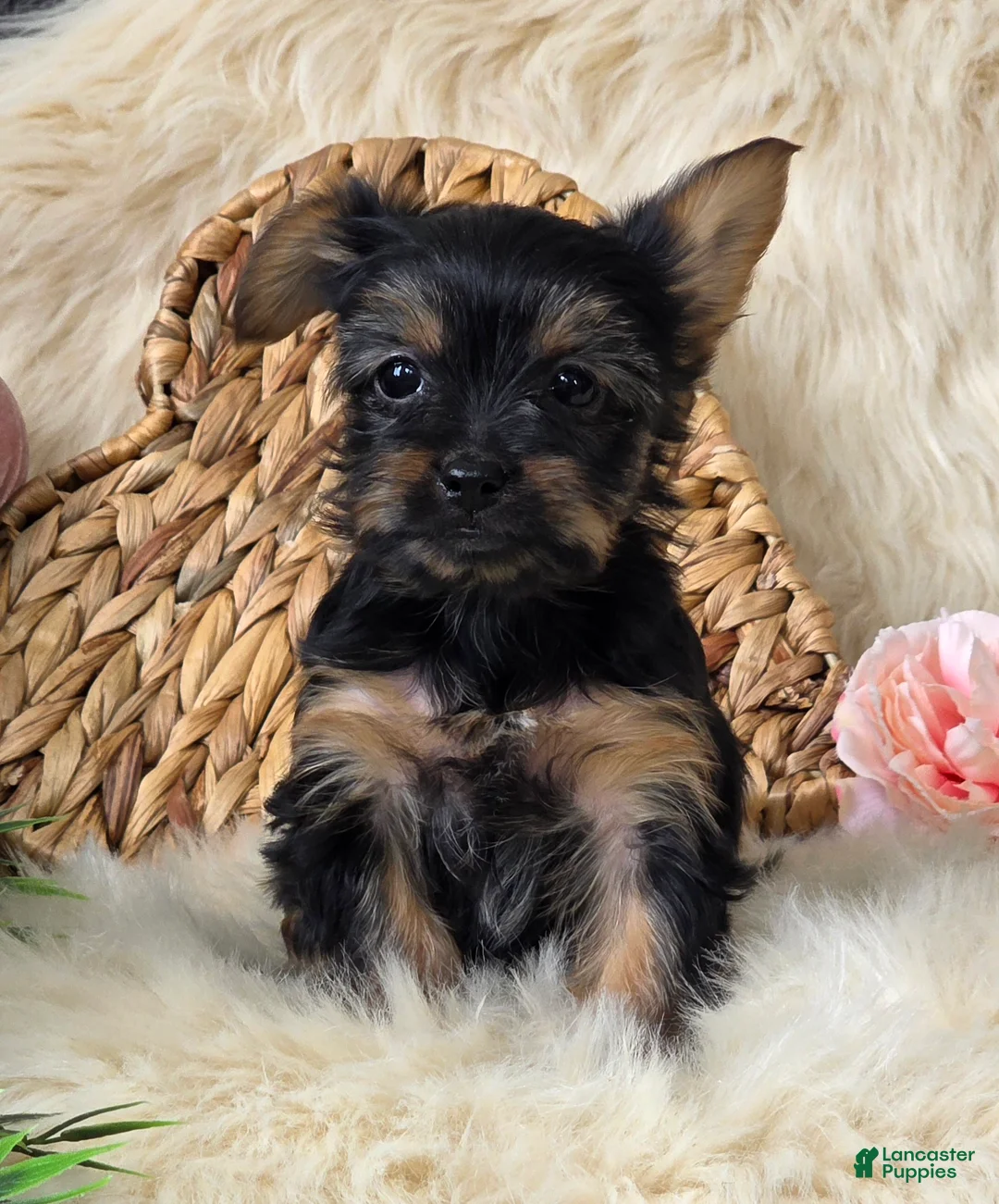 Yorkshire Terrier dogs for sale: Gypsy - Ad 5