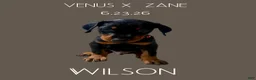 Doberman Pinscher dogs for sale: Wilson - Ad 1