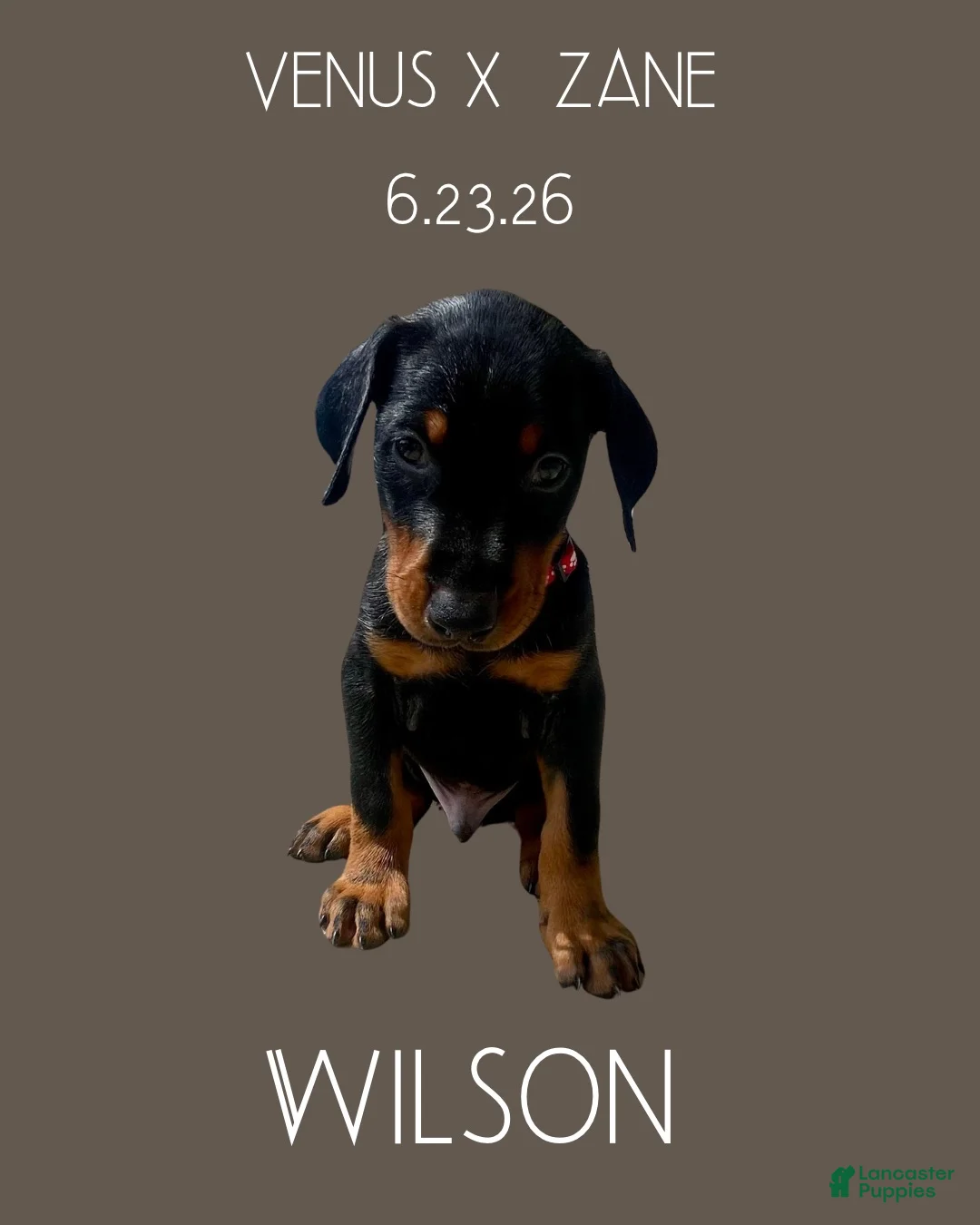 Doberman Pinscher dogs for sale: Wilson - Ad 1