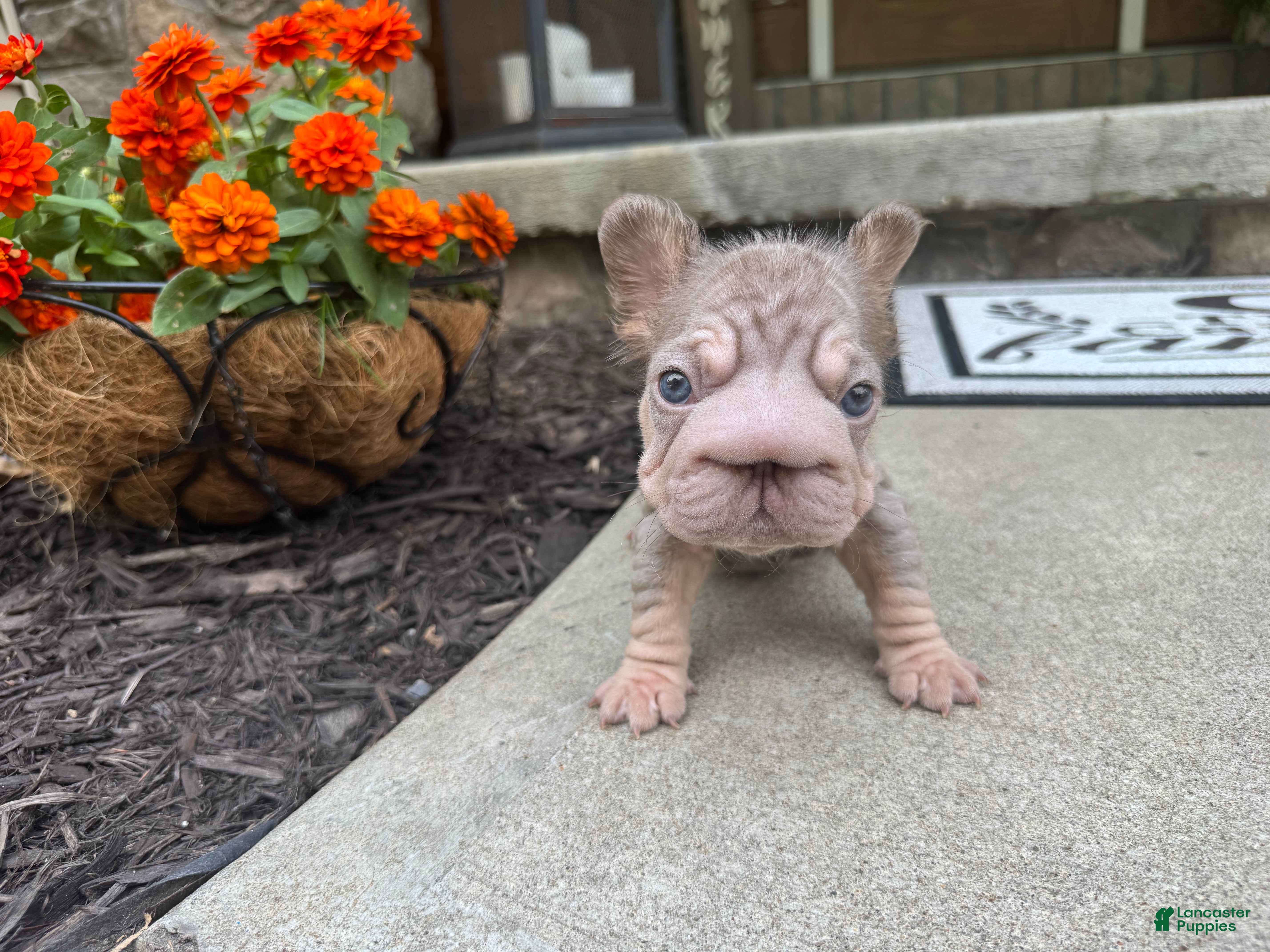 French Bulldog dogs Carlotta - Ad 1