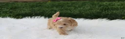 Maltipoo dogs for sale: Bonnie  - Ad 7