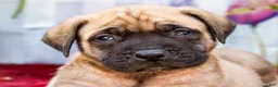 English Mastiff dogs for sale: Miles - Ad 2