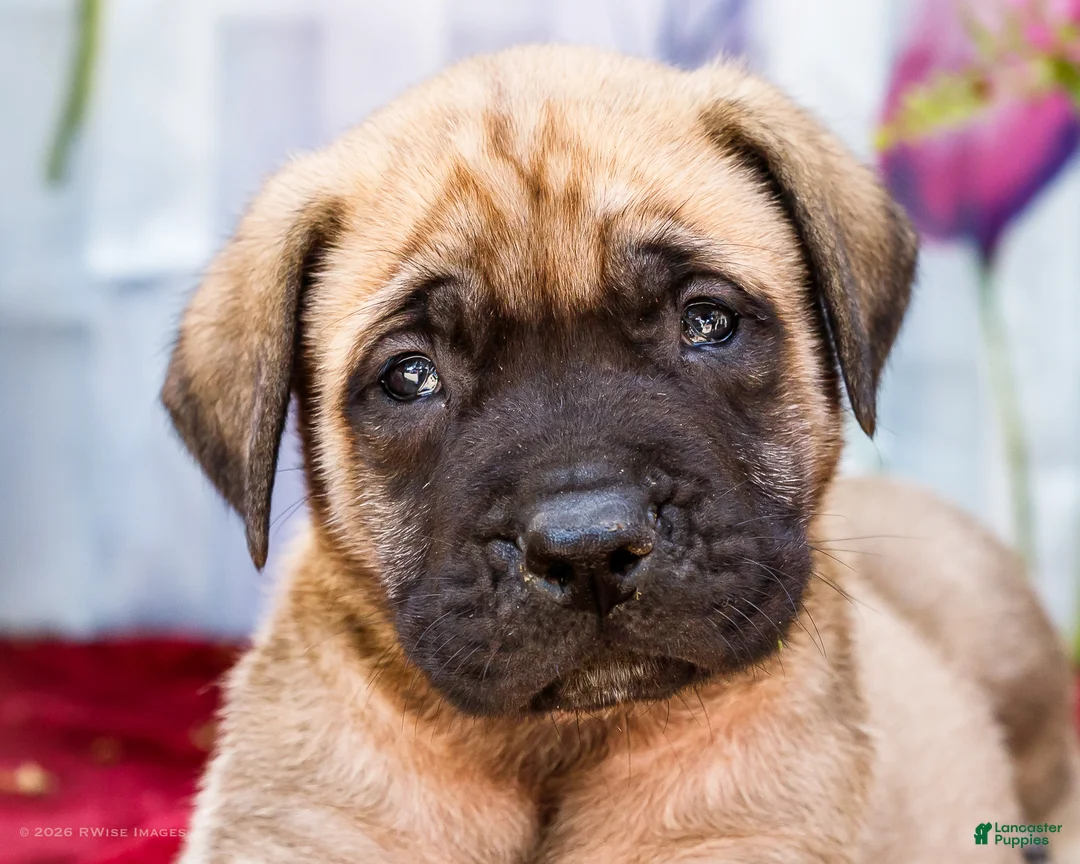 English Mastiff dogs for sale: Miles - Ad 2