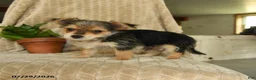 Morkie dogs for sale: Norman - Ad 5