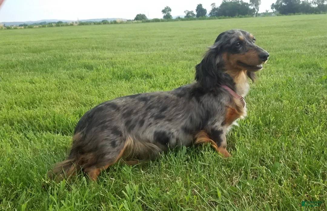 Miniature Dachshund dogs for sale: Sarge - Ad 14