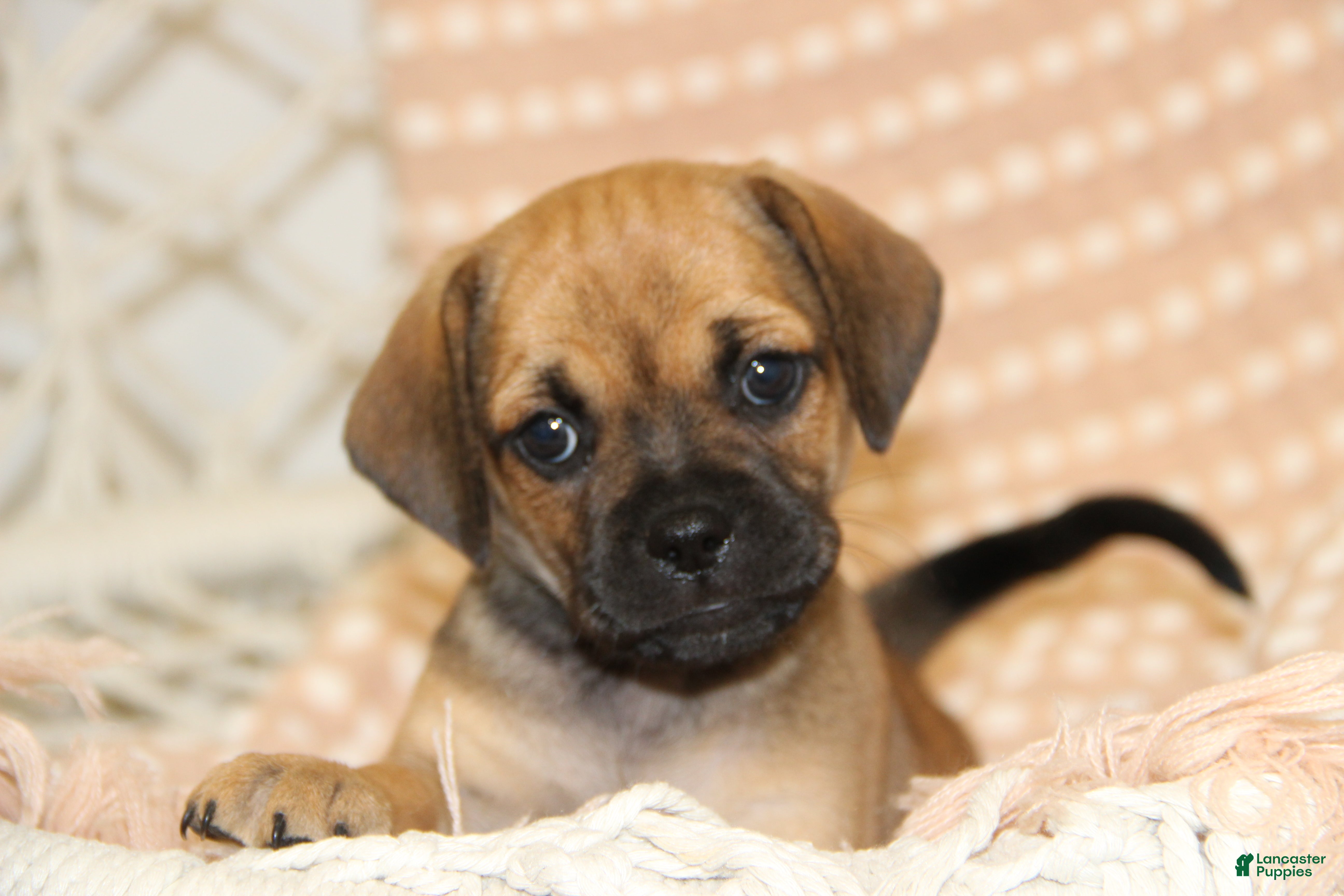 Puggle dogs Sierra - Ad 40