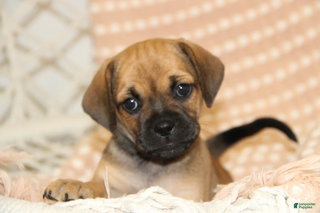 Puggle dogs for sale: Sierra - Ad 1