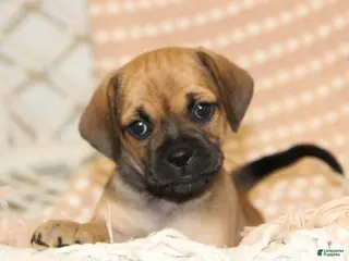 Puggle dogs Sierra - Ad 38