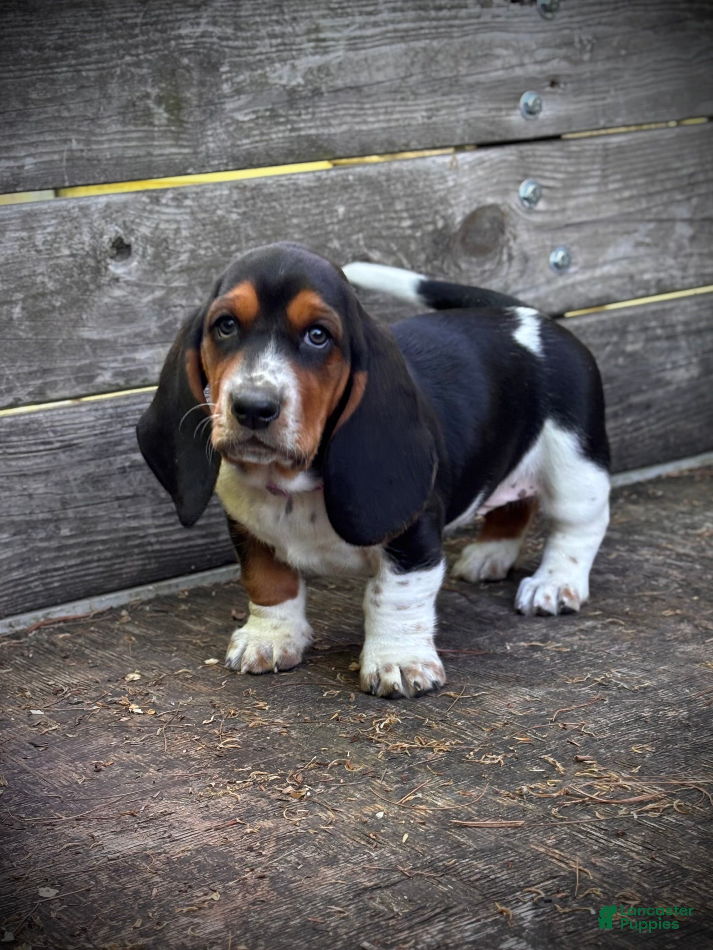 Basset Hound dogs Princess - Ad 23