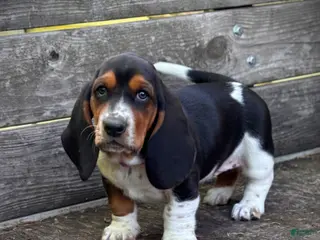 Basset Hound dogs Princess - Ad 23