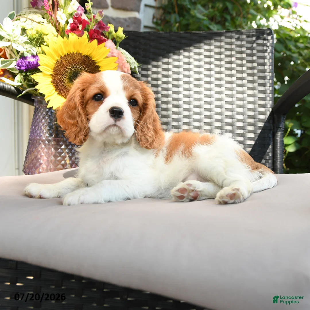 Cavalier King Charles Spaniel dogs for sale: Rosy - Ad 3