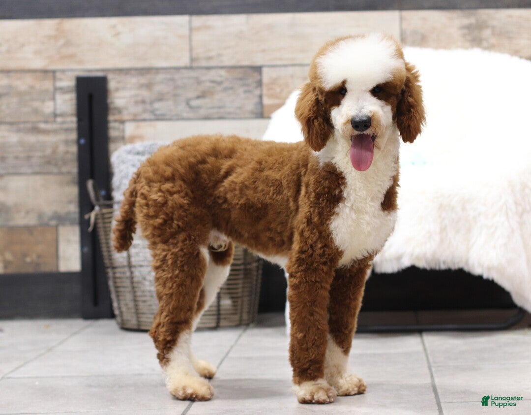 Mini Goldendoodle dogs for sale: Jack - Ad 7