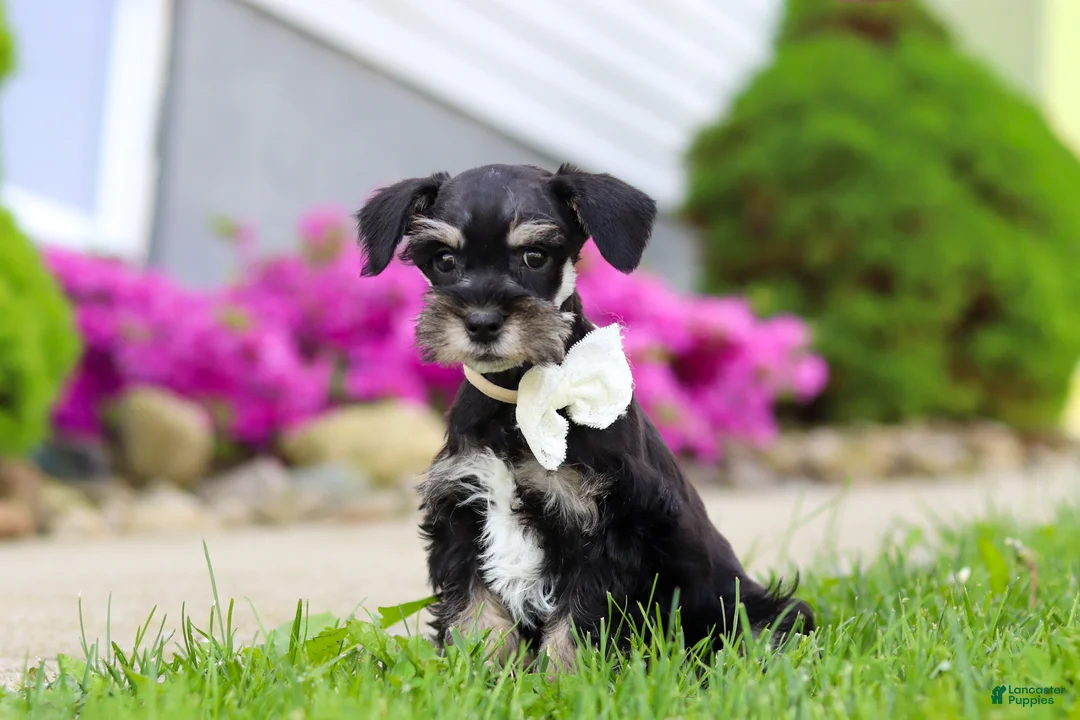 Miniature Schnauzer dogs for sale: Oliver - Ad 1