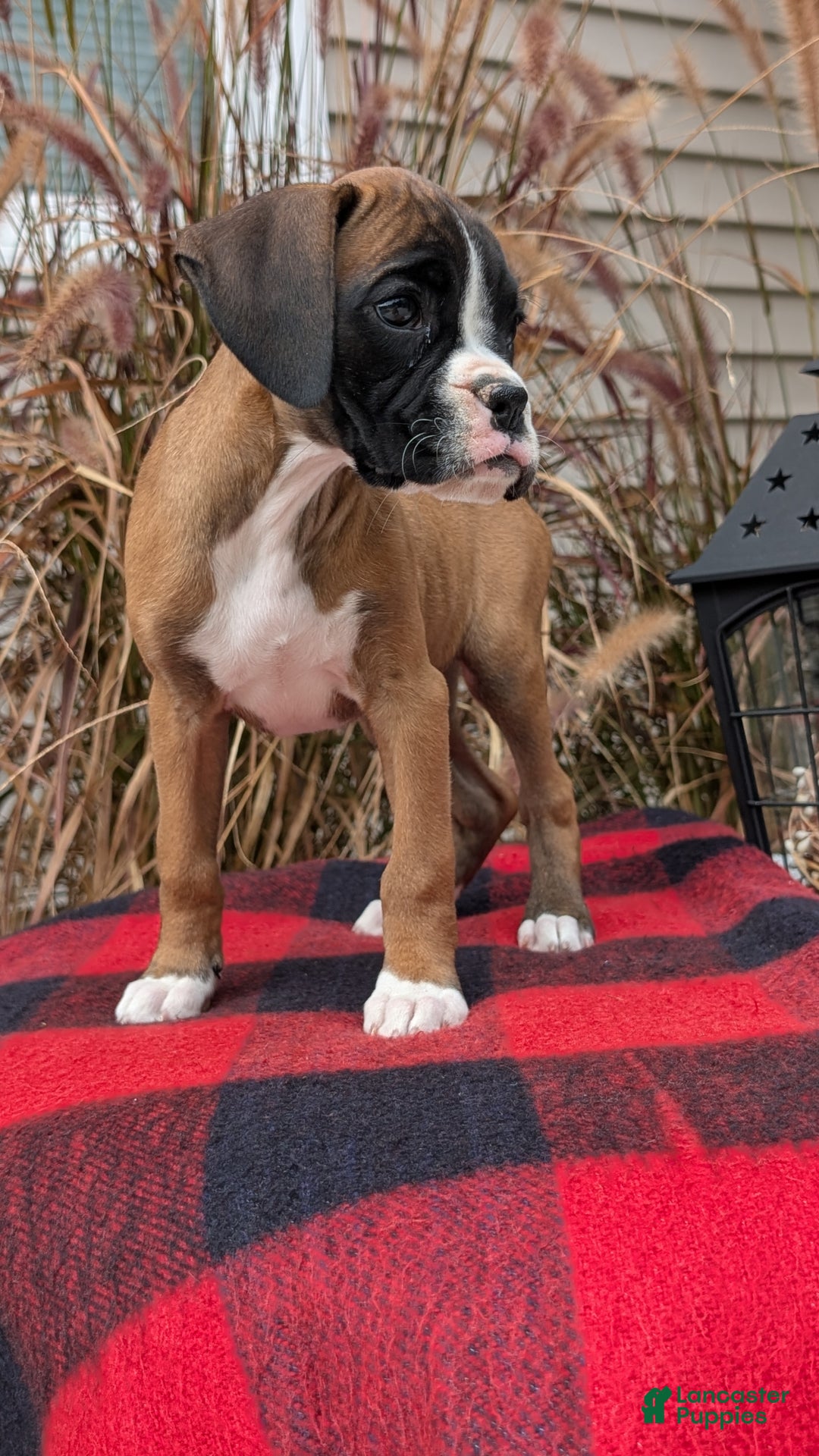 Boxer Puppies for sale Lancaster Puppies