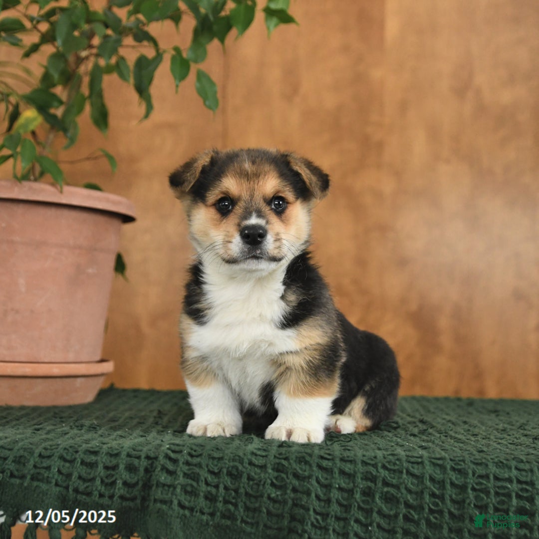 Welsh Corgi Pembroke dogs for sale: Gus - Ad 3