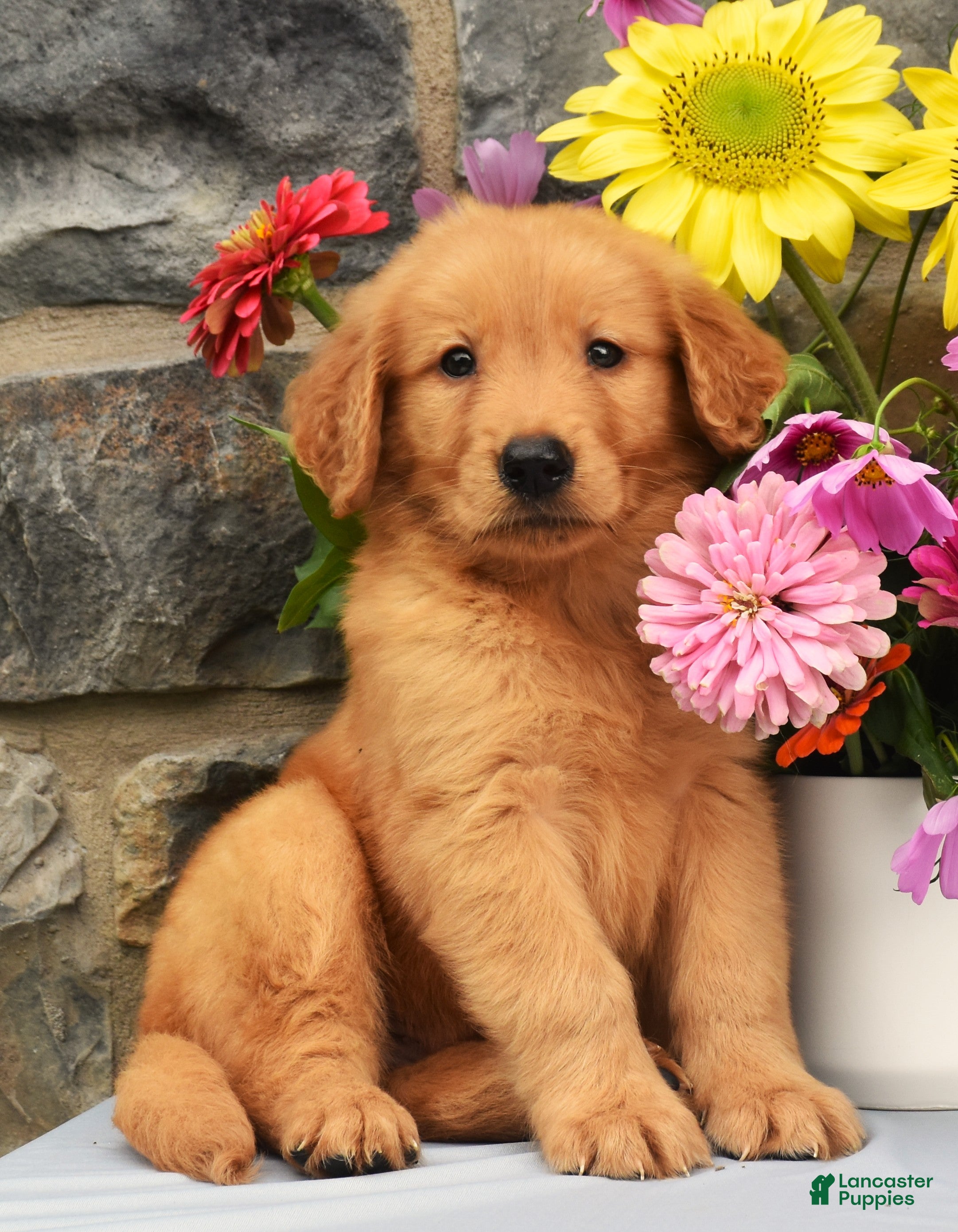 Golden Retriever dogs Sailor - Ad 2