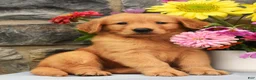 Golden Retriever dogs for sale: Sailor - Ad 2
