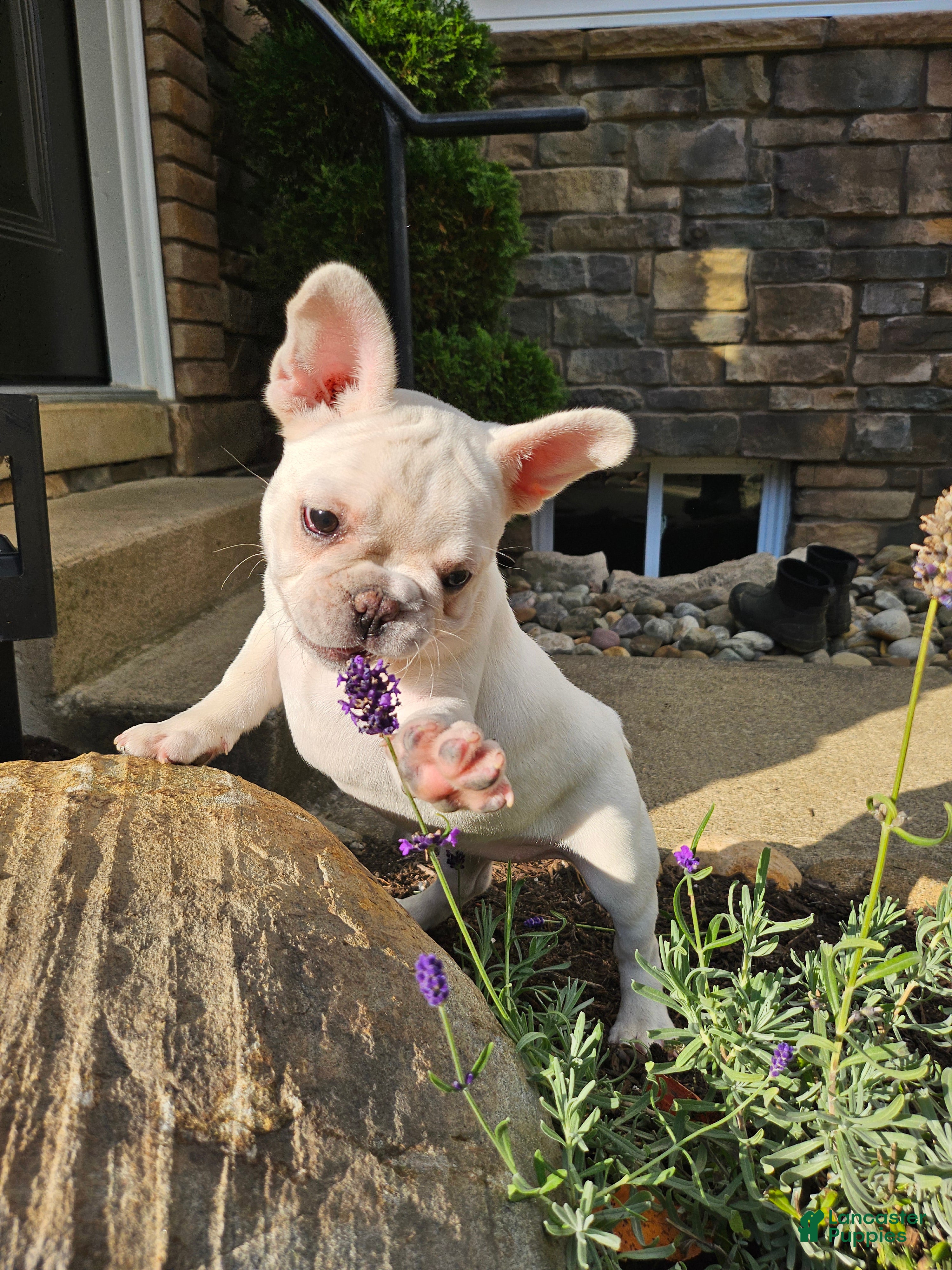 French Bulldog dogs for sale: Kelly - Ad 1