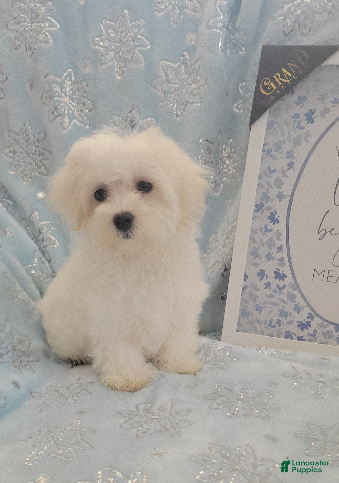 Maltese dogs Yuki - Ad 2