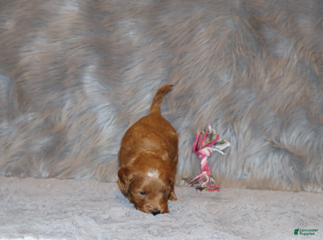 Mini Goldendoodle dogs for sale: Whitney 🌷👨‍👨‍👧‍👦💞🐕 - Ad 18