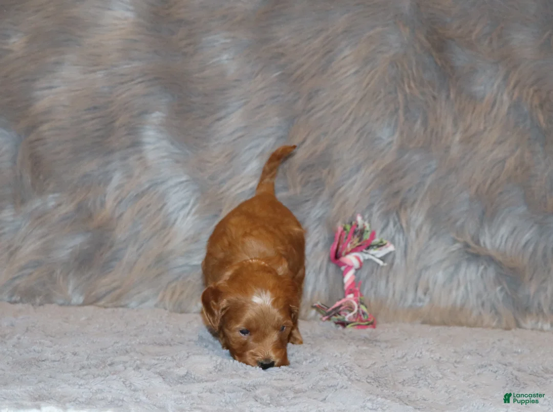 Mini Goldendoodle dogs for sale: Whitney 🌷 Genetic Clear Parents - Ad 18