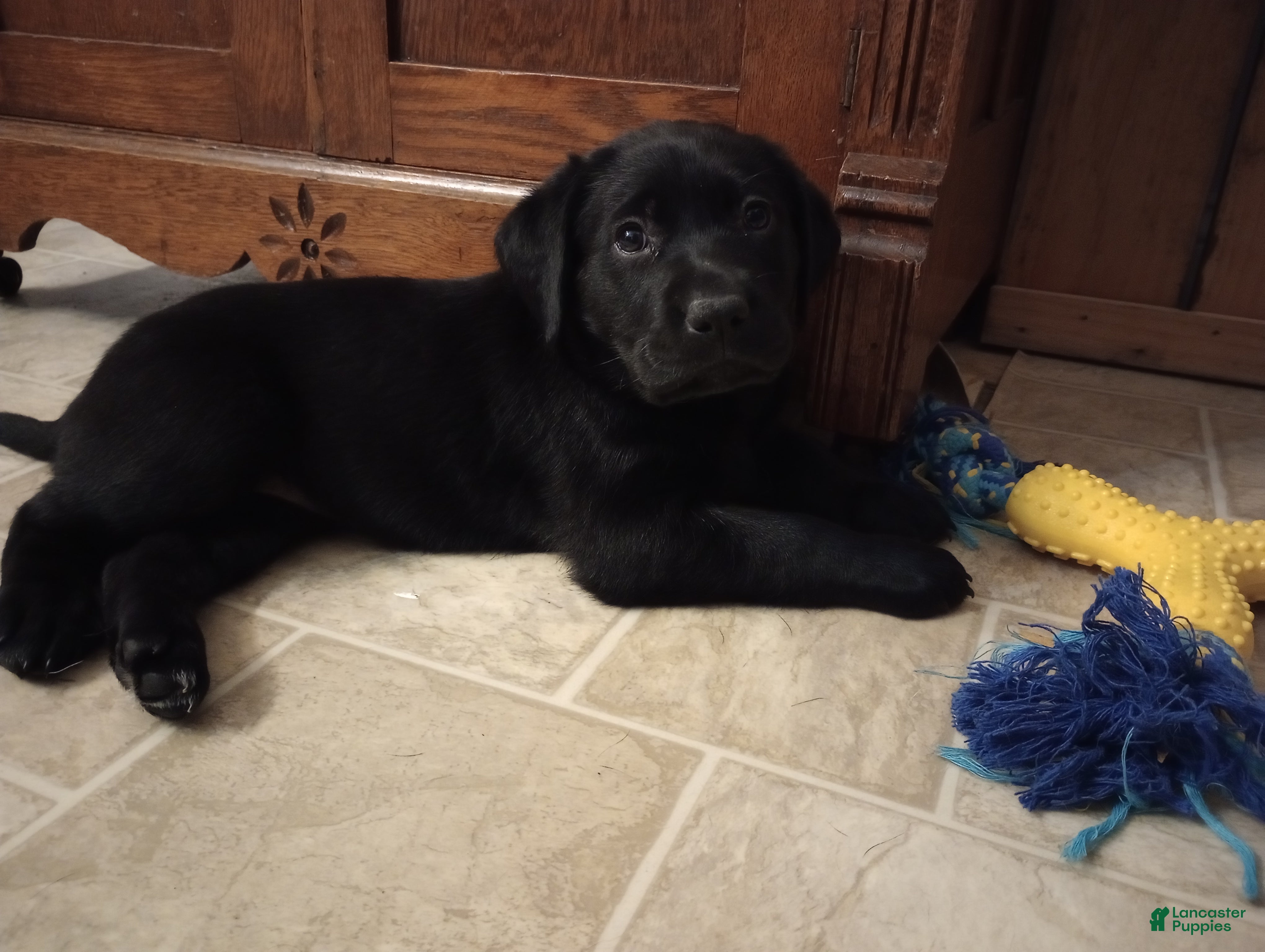 Labrador Retriever dogs Sadie Jane - Ad 1