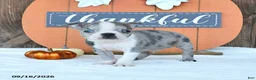 Boston Terrier dogs for sale: Andy - Ad 2